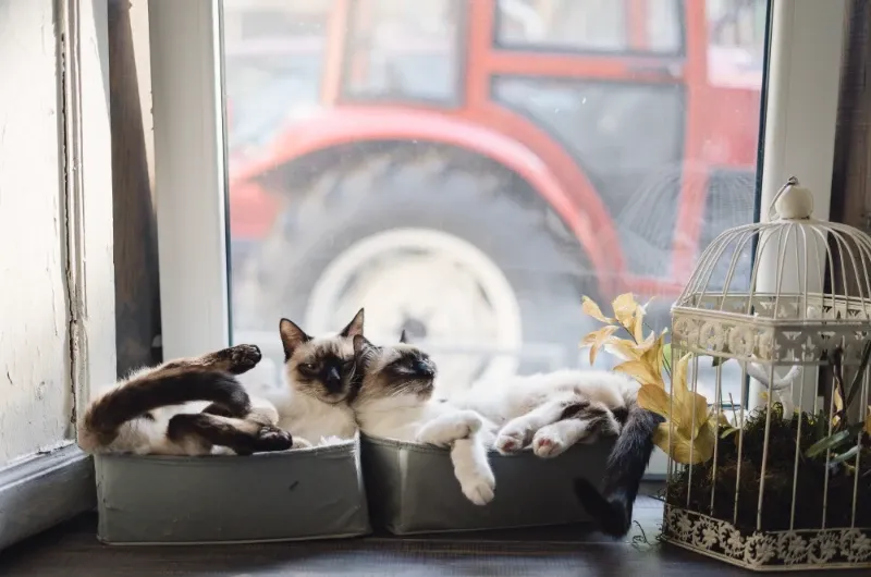 Hospedagem para gatos é diferente? Como escolher bem?